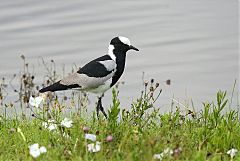 Blacksmith Lapwing